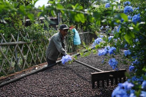 Sự thay đổi về thị hiếu thúc đẩy ngành cà phê Trung Quốc phát triển
