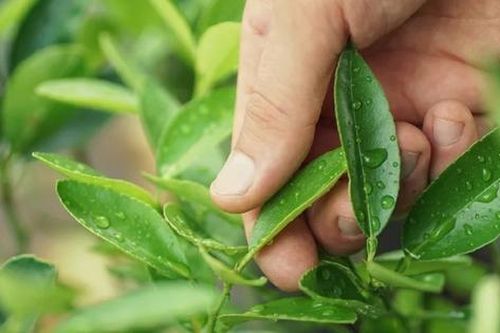 Đang hái lá chanh, người đàn ông 44 tuổi bị sét đánh tử vong