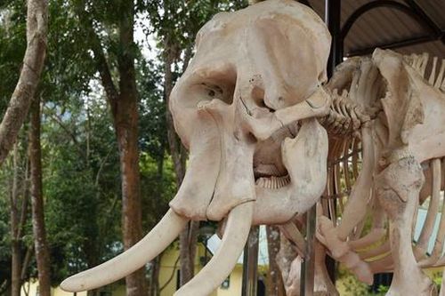 Cận cảnh 2 bộ xương voi khổng lồ mang thông điệp ý nghĩa ở VQG Pù Mát