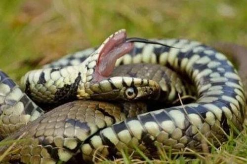 Bí ẩn loài rắn hognose, 'diễn viên' tài ba trong thế giới bò sát