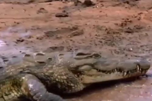 CLIP: Mãn nhãn trước màn phi thân săn mồi đỉnh cao của cá sấu sông Nile