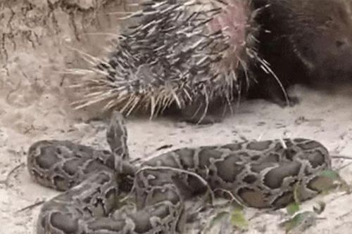 CLIP: Đi quá hóa liều, trăn gấm đi săn nhím rồi nhận cái kết thê thảm