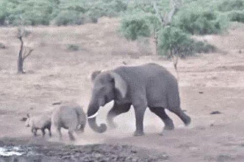 CLIP: Đang uống nước, mẹ con tê giác bị voi rừng điên cuồng truy sát và cái kết