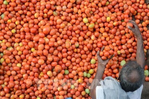 Tại sao Mỹ tăng thuế đối với cà chua nhập khẩu từ Mexico?