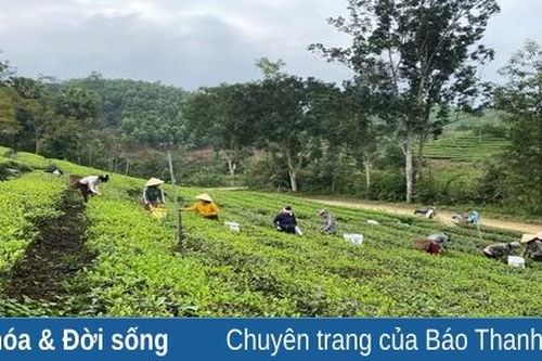 Mướt xanh đồi chè trên đất Bình Sơn