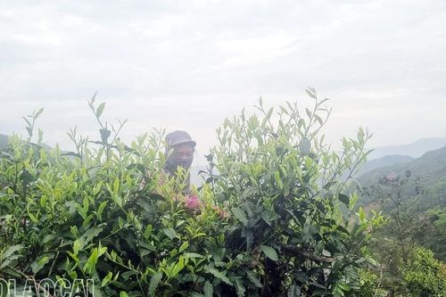 Thăm rừng chè cổ thụ Ngải Trồ