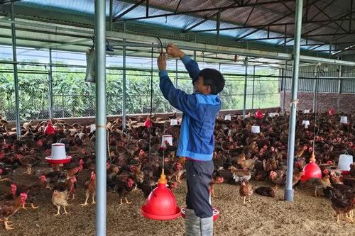 Vĩnh Phúc: nâng cao giá trị chăn nuôi gà thương phẩm nhờ áp dụng quy trình VietGAHP