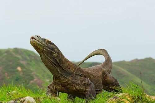 Loạt sự thật khó tin về loài thằn lằn khổng lồ nhất thế giới
