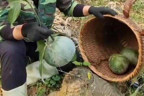 Quả 'lạ' ở miền Bắc nhìn giống bưởi, dân hái về dùng thay mỡ lợn, dầu ăn