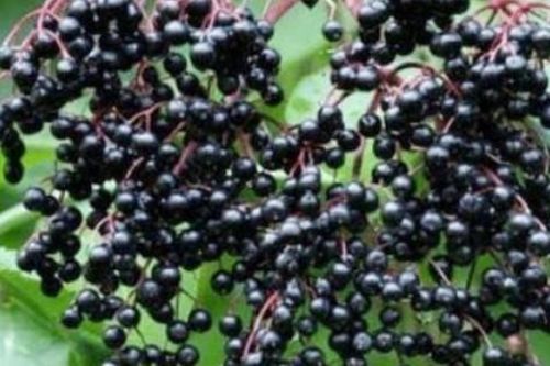 Săn 'lộc trời' ở bờ mương, kiếm tiền tươi mà không cần chăm bón