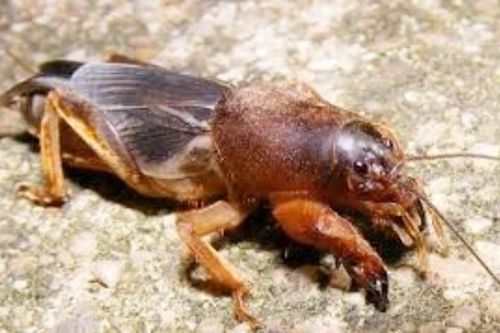 Gần 1 triệu một kg 'oan gia nhà nông', người Việt coi là đặc sản
