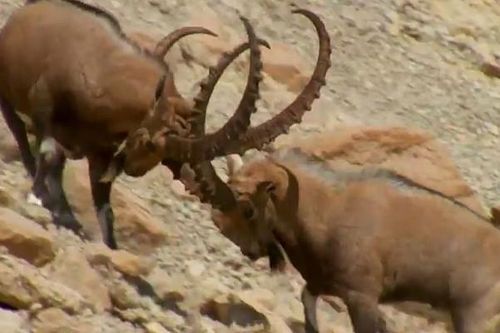 CLIP: Cuộc chiến sinh tử giành quyền giao phối của dê núi Alps