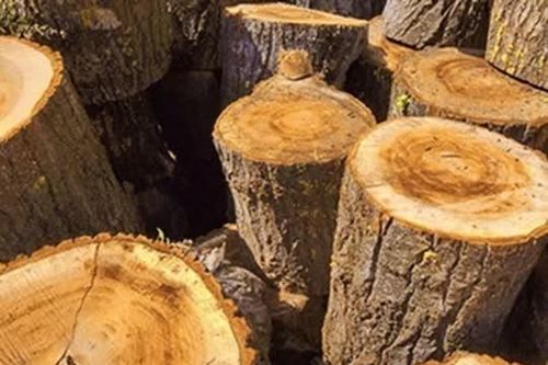 Loài gỗ 'huyền thoại' chỉ Việt Nam và một quốc gia khác sở hữu: Giá đắt đỏ, có tiền cũng chưa chắc mua nổi