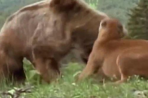 CLIP: Báo sư tử liều mạng chiến đấu với gấu xám để bảo vệ con và cái kết