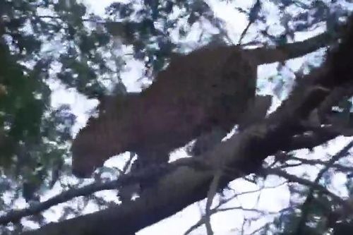 CLIP: Liều mạng leo cây săn khỉ đầu chó, báo hoa mai nhận cái kết đầy đau đớn