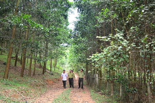 Phát triển rừng trồng hiệu quả, bền vững