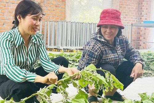 Cây dâu tằm 'bén đất' Ia Pa