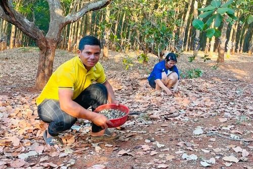 Đức Cơ đẩy mạnh chuỗi liên kết, nâng cao giá trị cây điều