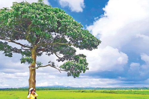 Gió đồng mùa hạ