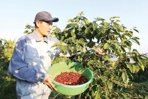 Sạch từ đất, xanh từ ý thức