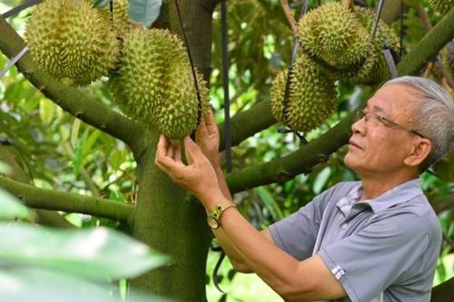 Tạo lập, phát triển nhãn hiệu 'Sầu riêng Đam Rông' thành thương hiệu mạnh