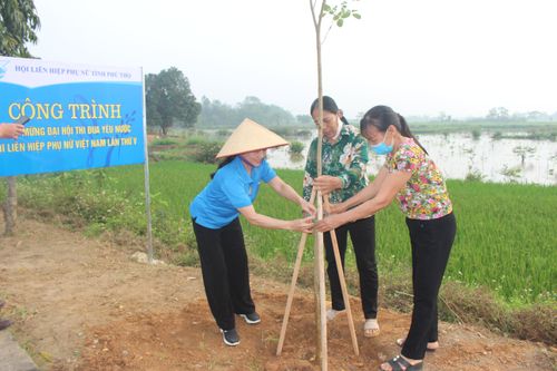 Gần 800 cây hoa phong linh trồng làm 'Đường hoa kiểu mẫu'