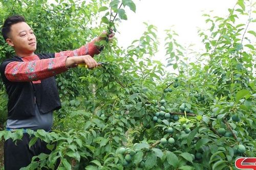 Vân Hồ tập trung chăm sóc cây ăn quả