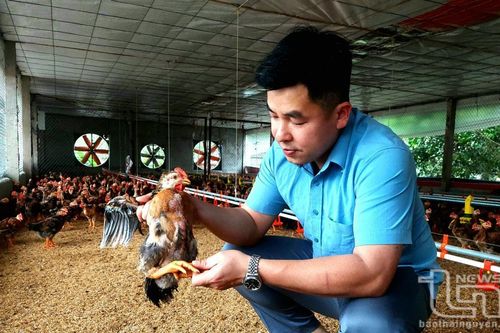 Nhân rộng mô hình tự động hóa trong chăn nuôi