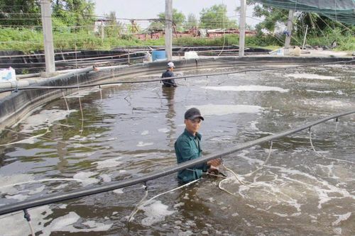 Thái Bình tập trung phát triển mô hình nuôi thủy sản nước ngọt