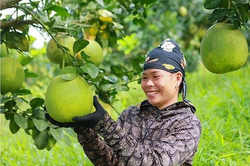 Hiệu quả từ chuyển đổi cơ cấu cây trồng sang phát triển cây ăn quả ở Tuần Giáo