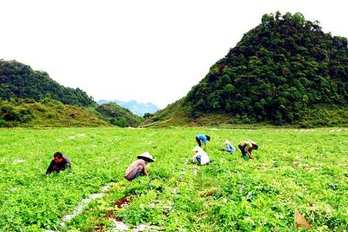 'Vàng xanh' nơi đá núi Hà Giang và hành trình thoát nghèo từ cây dược liệu