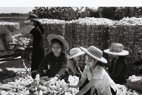Phụ nữ trong phong trào 'Ba đảm đang': làm tròn nhiệm vụ hậu phương lớn cho tiền tuyến miền Nam