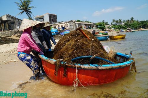 Bảo vệ rong mơ gắn với phát triển sinh kế ở vùng biển Bình Sơn