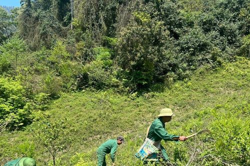 Chuyện những người dân đi bộ hàng chục cây số mỗi ngày để bảo vệ rừng