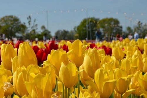 Hơn 1,5 triệu bông khoe tỏa sắc tại Lễ hội hoa Tulip Tulleys Sussex 2025