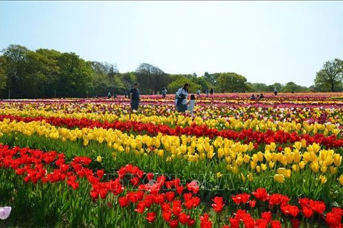 Thăm cánh đồng hoa tulip nổi tiếng Vương quốc Anh