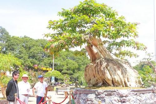 Chiêm ngưỡng cây bằng lăng 200 năm tuổi xoay tự động ở phố núi