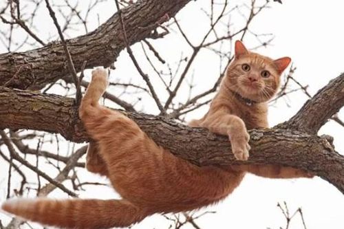 Vì sao mèo có thể trèo cây một cách dễ dàng?