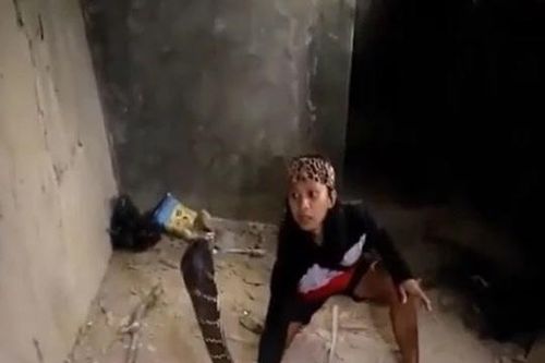 CLIP: Dùng tay không bắt rắn hổ mang chúa 'khổng lồ', người phụ nữ nhận cái kết khiến người xem 'vỡ tim'