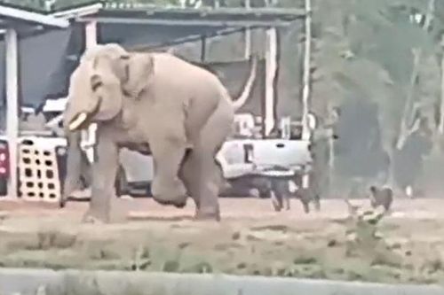 CLIP: Bị chó nhà truy đuổi, voi rừng vội vã co giò bỏ chạy