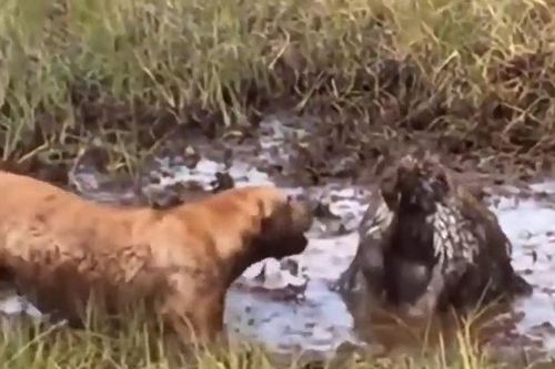 CLIP: Ỷ to bắt nạt nhím, chó Pitbull nhận về cái kết đầy đau đớn
