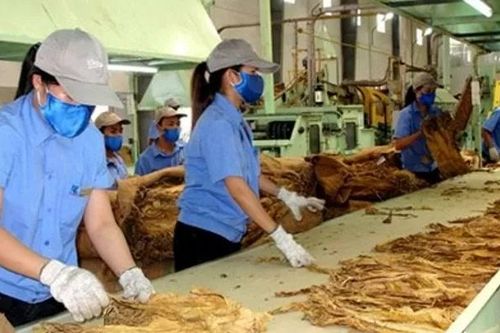 Quy định hạn ngạch nhập khẩu thuốc lá nguyên liệu năm 2025