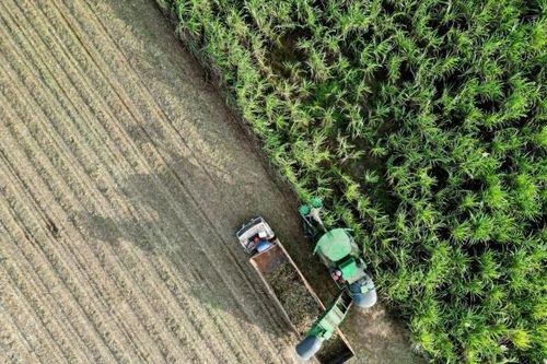 TTC AgriS giữ vững & phát triển vùng nguyên liệu, tăng cường áp dụng tiến bộ kỹ thuật, công nghệ vào canh tác mía