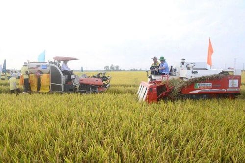 Nông nghiệp Châu Phú giữ vai trò nền tảng
