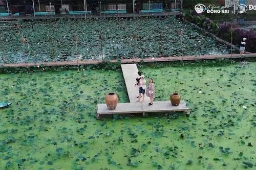 Vườn sinh thái cánh đồng Háp Hai Phương: Điểm đến xanh mát giữa lòng Long Khánh