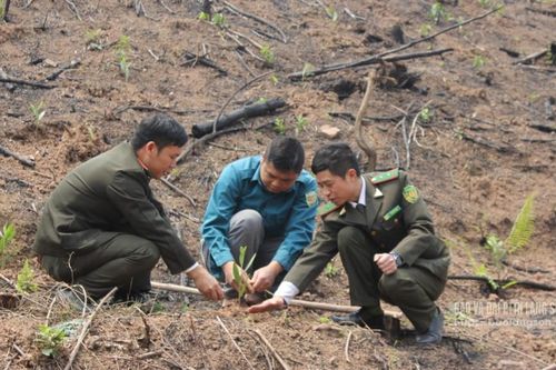 Tiến độ trồng rừng 'chững' vì khô hạn