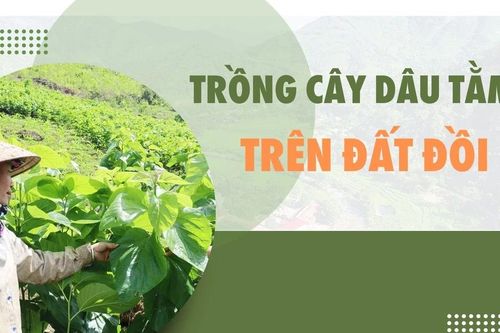 Trồng cây dâu tằm trên đất đồi