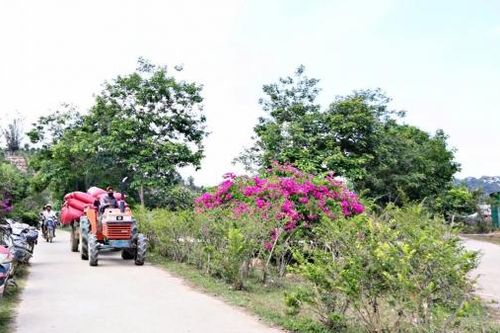 Nếp xanh trên những đường quê