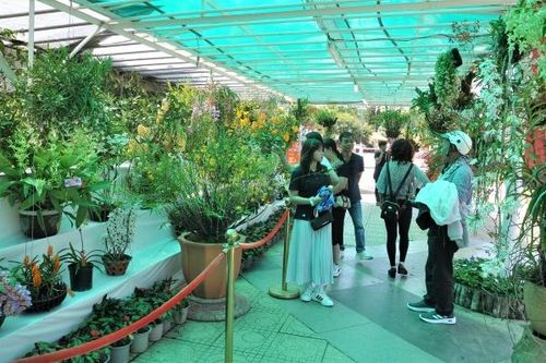 Trên 400 tác phẩm tranh tài tại Hội thi hoa lan Đà Lạt