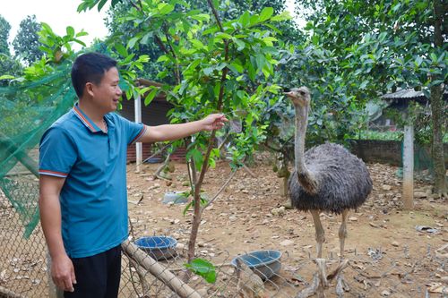 Đa dạng mô hình phát triển kinh tế ở Văn Lang